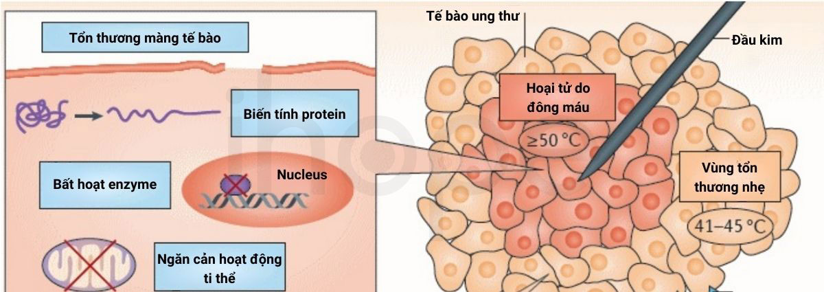 Tac dong cua nhiet do do dong dien tan so cao