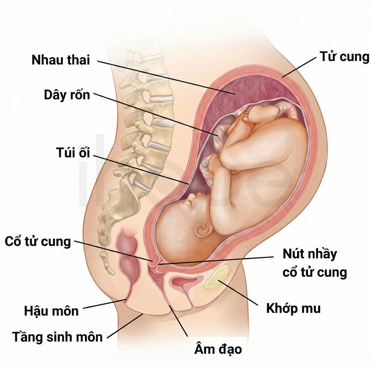 Thai nhi trong tử cung