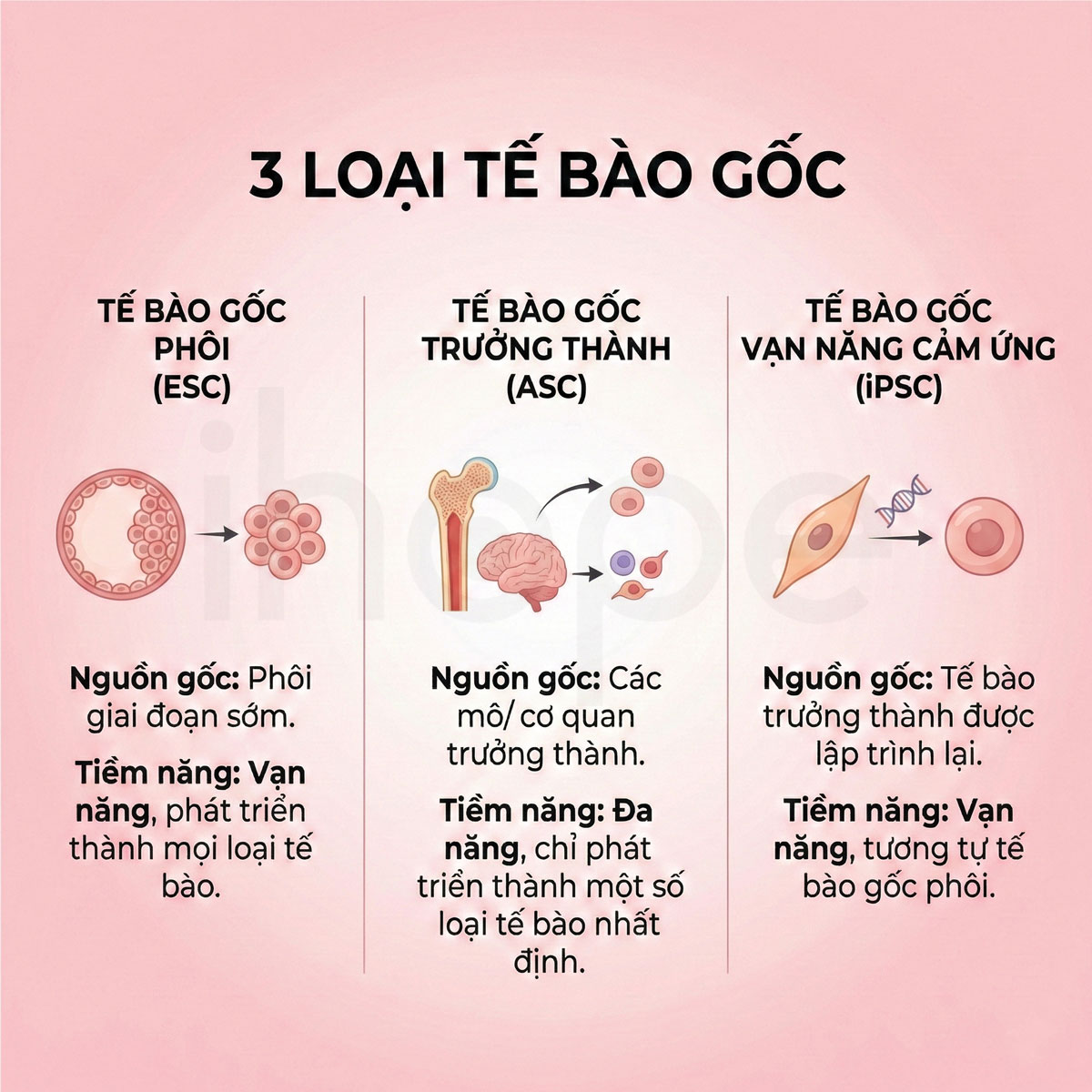 3 loại tế bào gốc