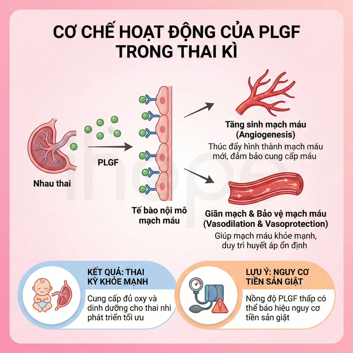 Cơ chế hoạt động của PLGF trong thai kì