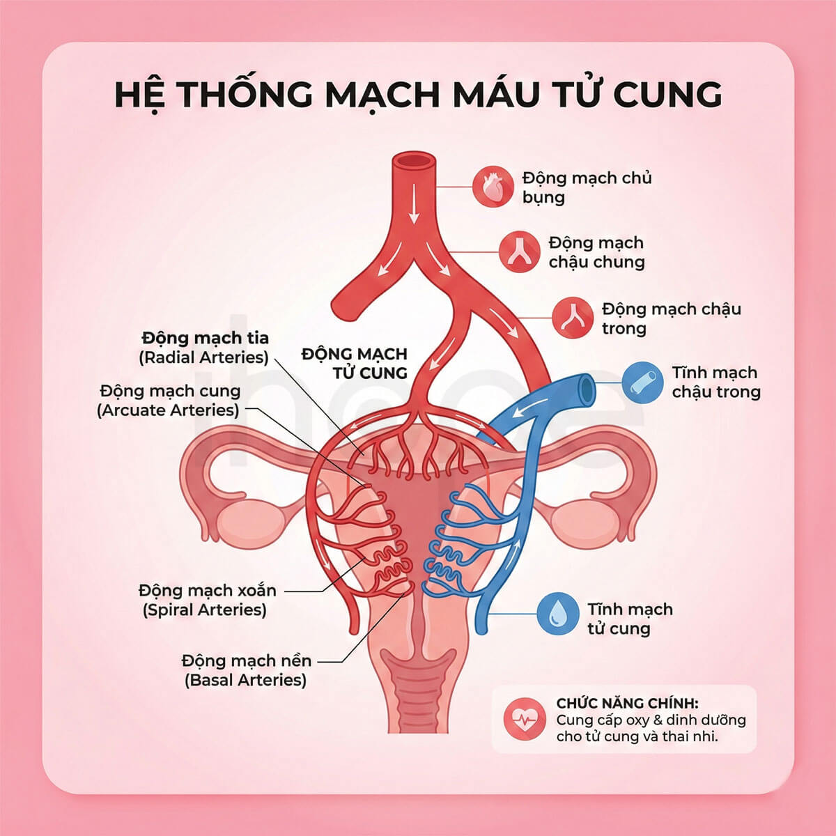 Hệ thống mạch máu tử cung