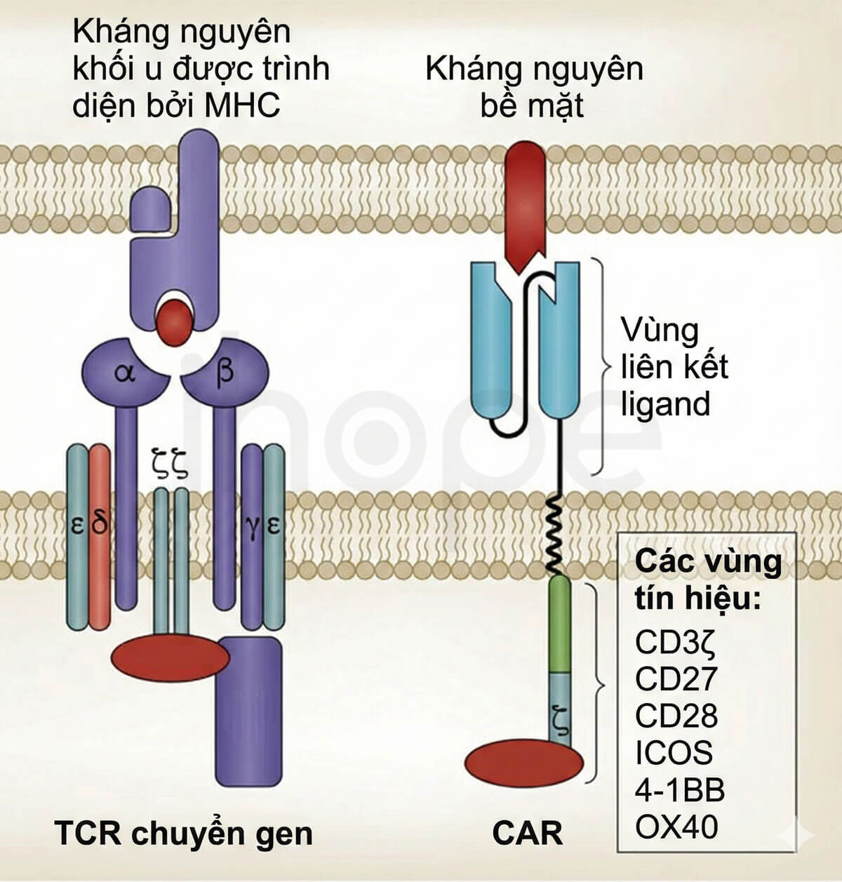 Sự khác biệt trong nhận diện kháng nguyên ung thư của TCR-T và CAR-T