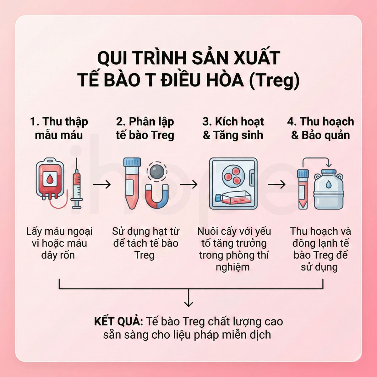 Qui trình sản xuất tế bào T điều hòa