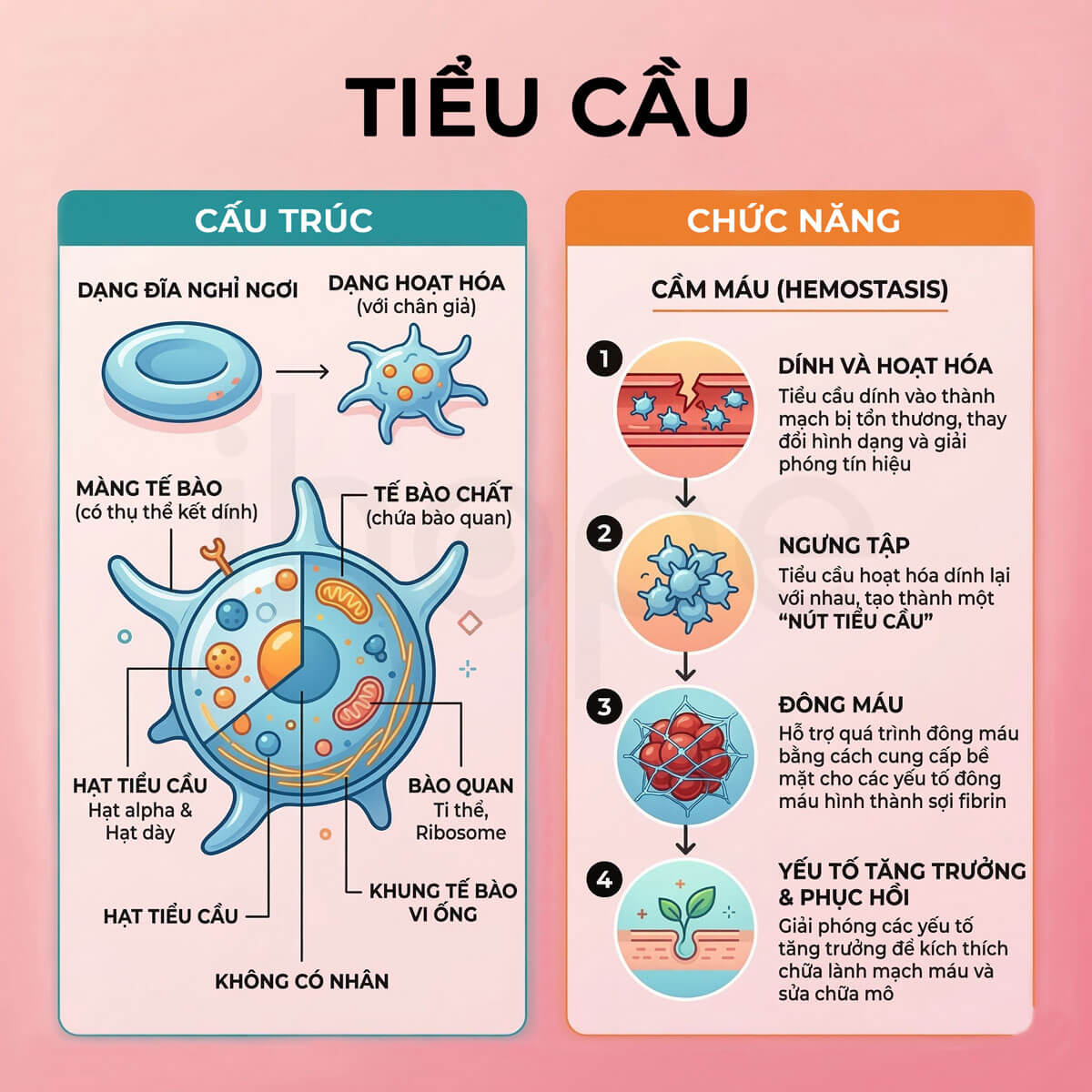 Cấu trúc và chức năng của tiểu cầu