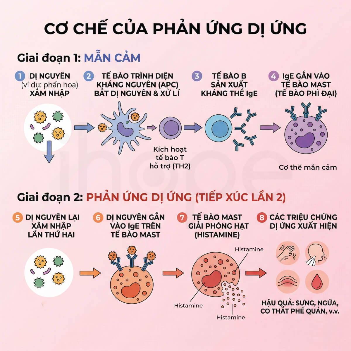 Cơ chế của phản ứng dị ứng