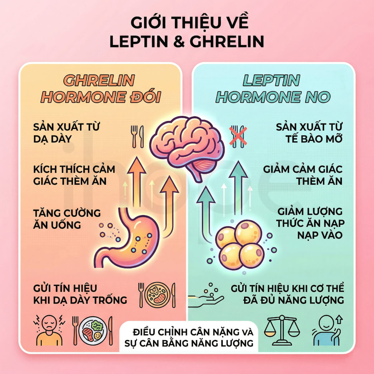 Leptin và ghrelin