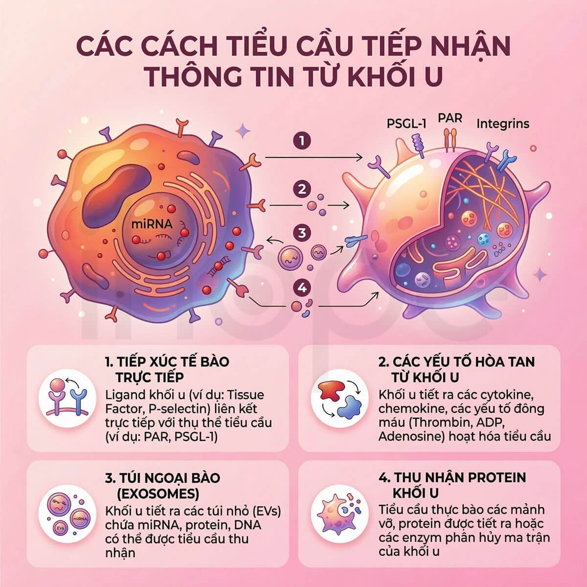 Tiểu cầu tiếp nhận thông tin từ khối u
