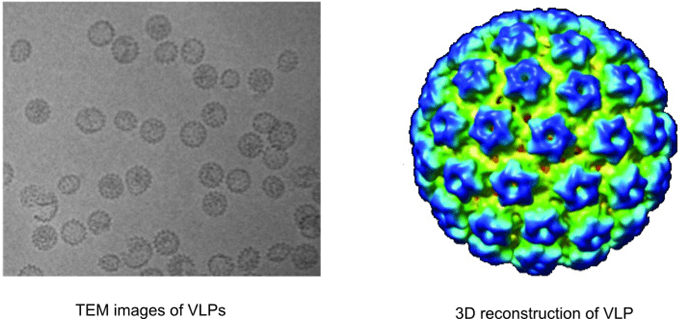 Cryo EM cau truc phan tu giong virus