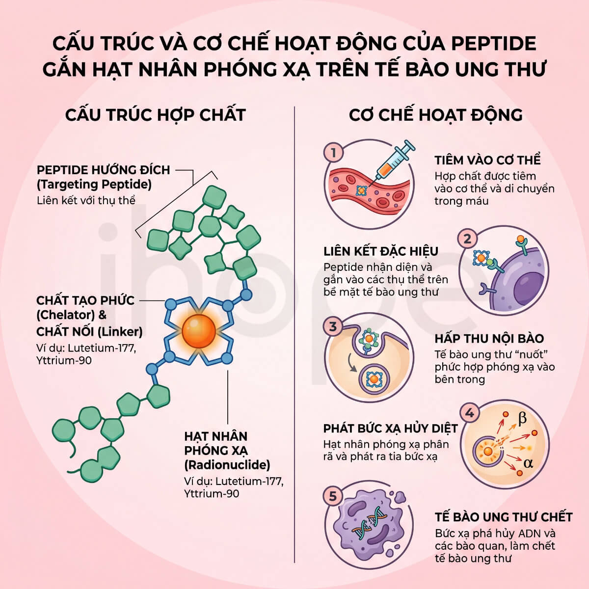 Cấu tạo và cơ chế tác động của phân tử peptide gắn hạt nhân phóng xạ lên tế bào ung thư