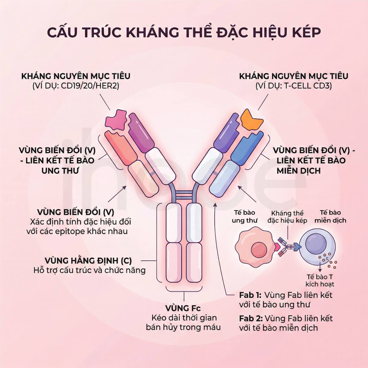 Cấu trúc của kháng thể đặc hiệu kép