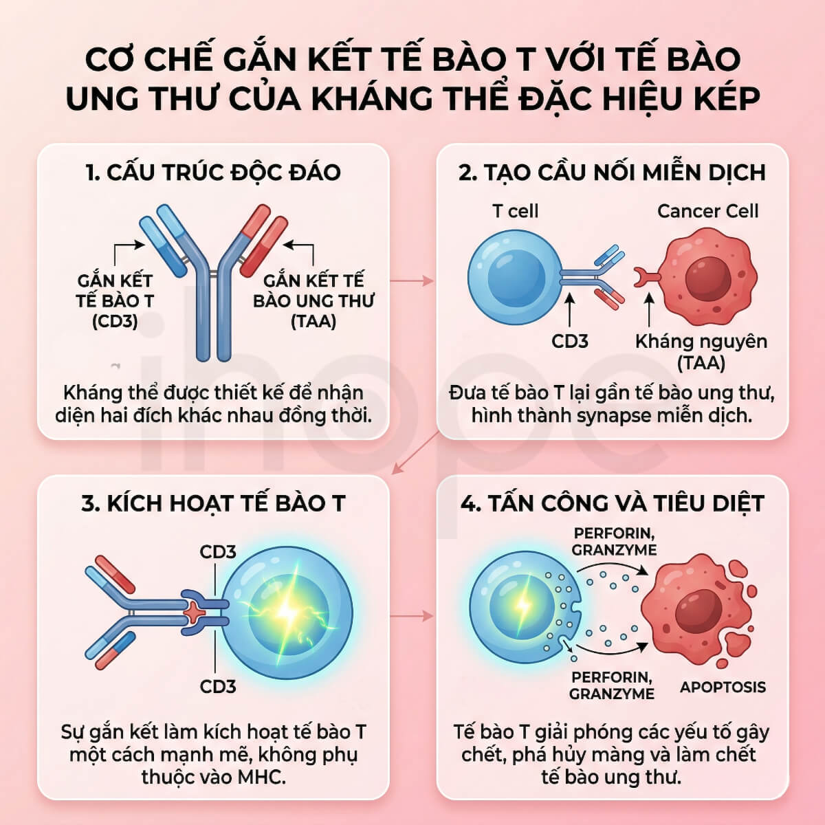 Cơ chế gắn kết tế bào T với tế bào ung thư của kháng thể đặc hiệu kép