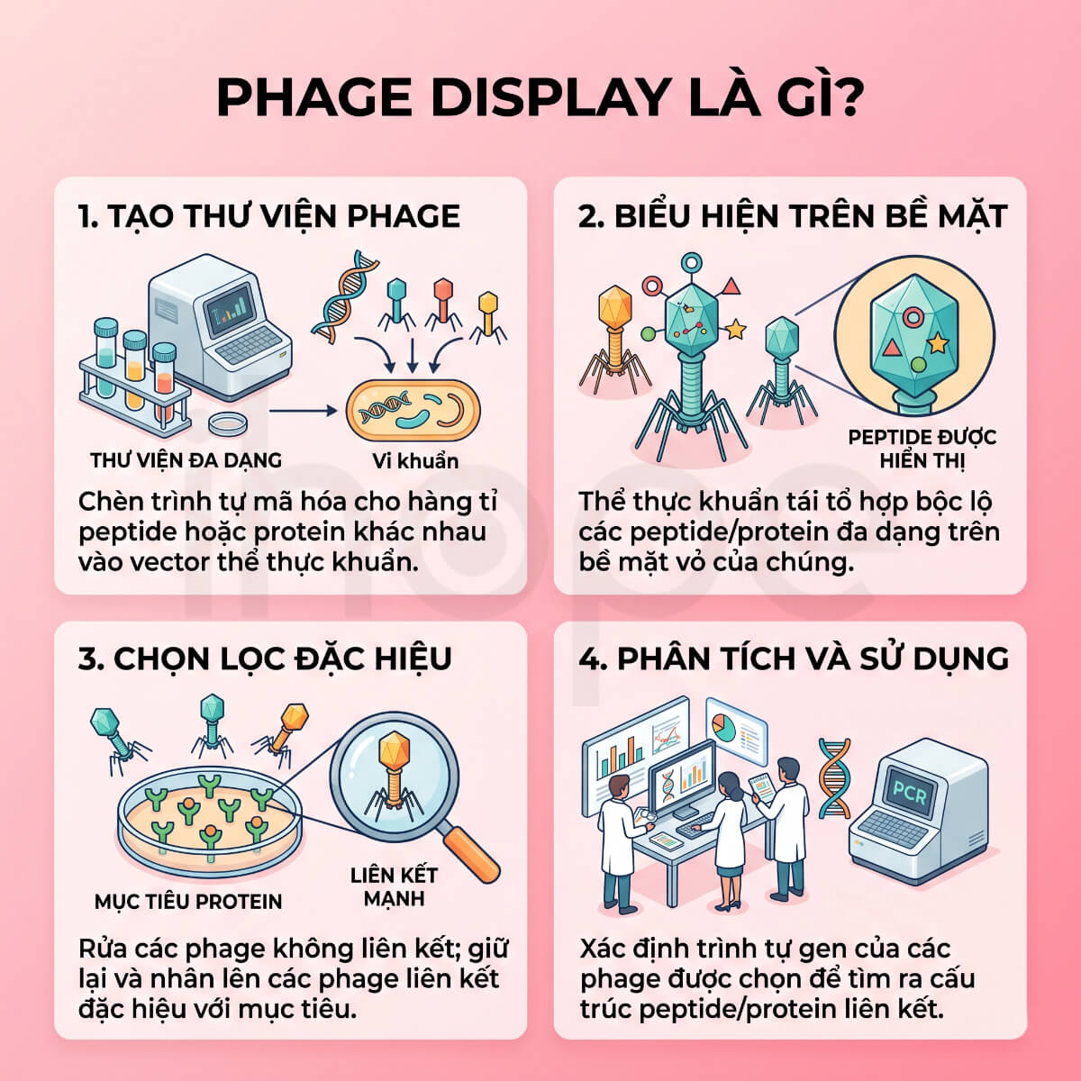 Phage display