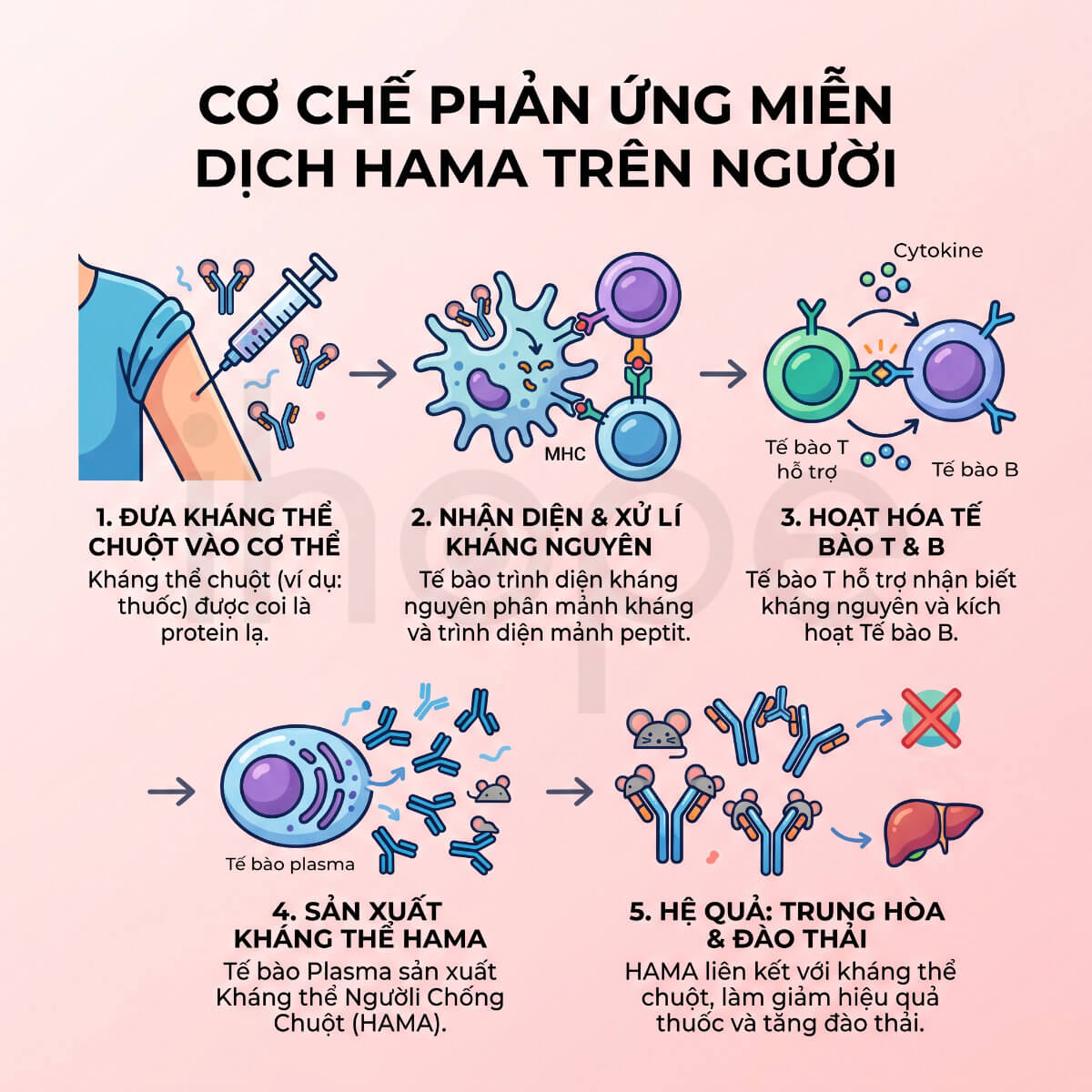 Cơ chế hệ miễn dịch người nhận diện, phản ứng chống lại kháng thể nguồn gốc chuột (HAMA)