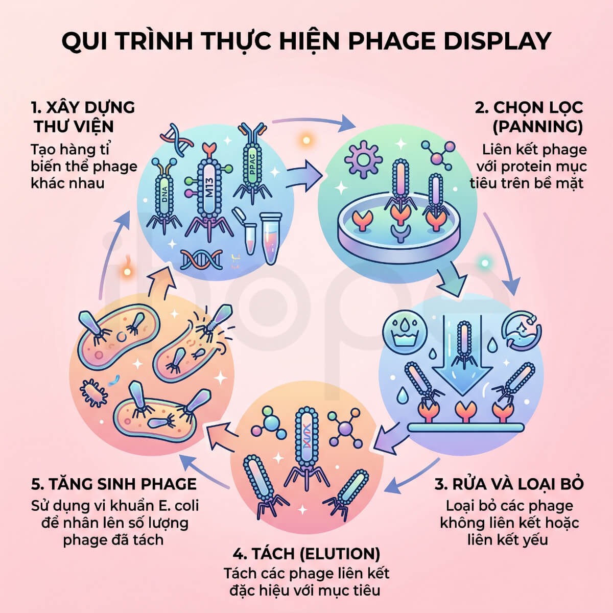 Qui trình thực hiện phage display