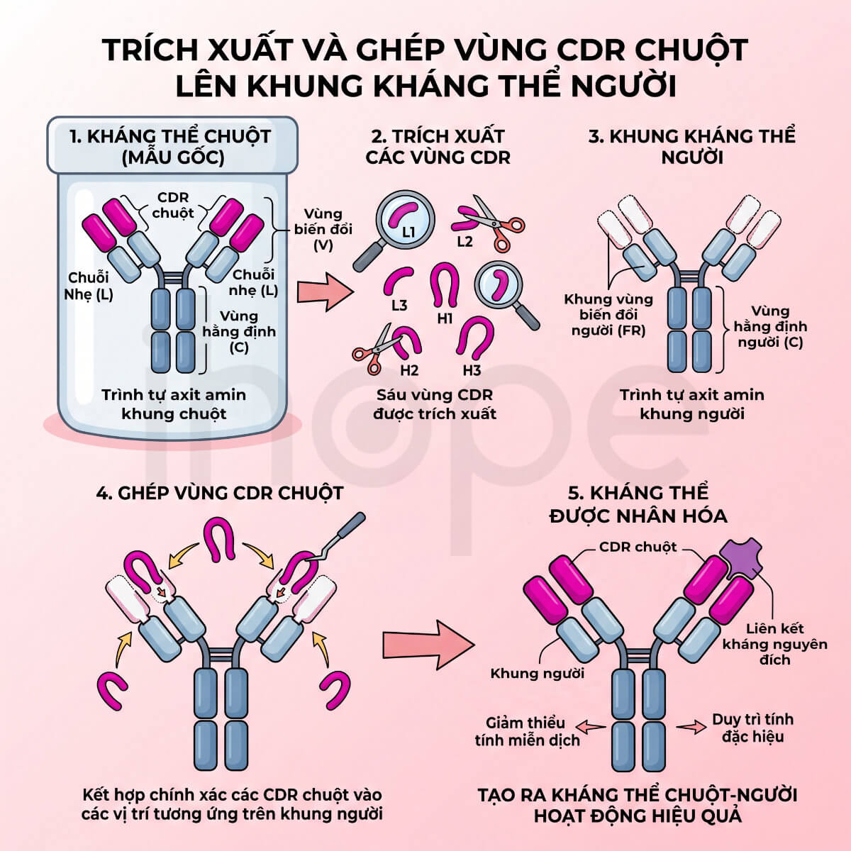 Quá trình trích xuất CDR từ kháng thể chuột ghép vào khung kháng thể người