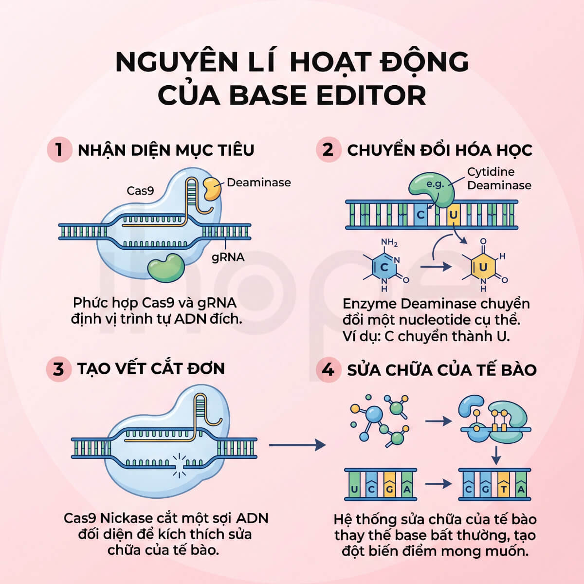 Nguyên lí hoạt động của base editor