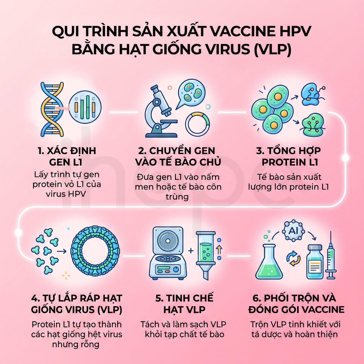 Qui trình sản xuất vaccine HPV bằng VLP