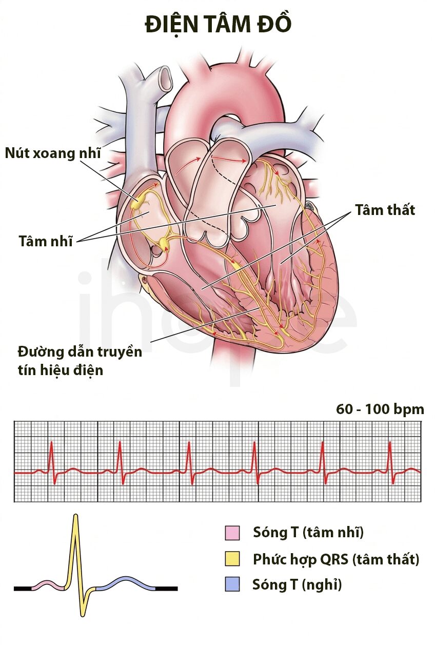 Tong quan dien tam do
