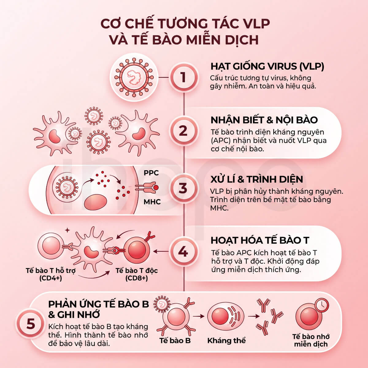 Cơ chế tương tác của VLP với các tế bào miễn dịch