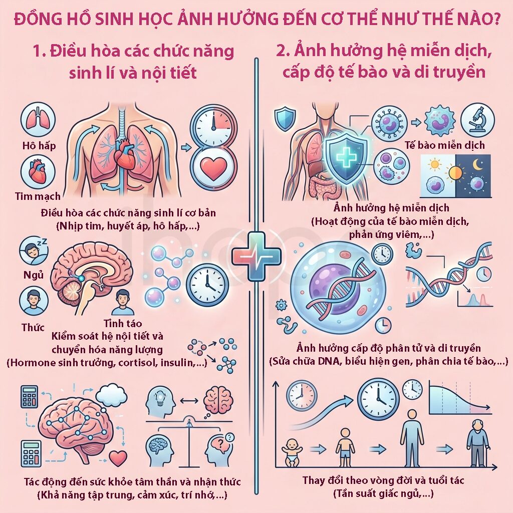 Anh huong cua dong ho sinh hoc