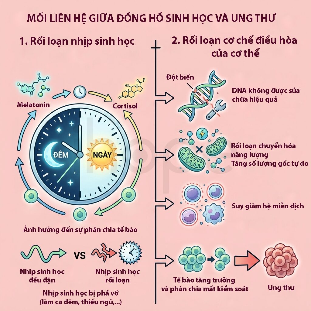 Moi lien he giua dong ho sinh hoc va ung thu